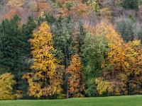 Leuchtende Herbstbäume am Waldrand bei Aschau